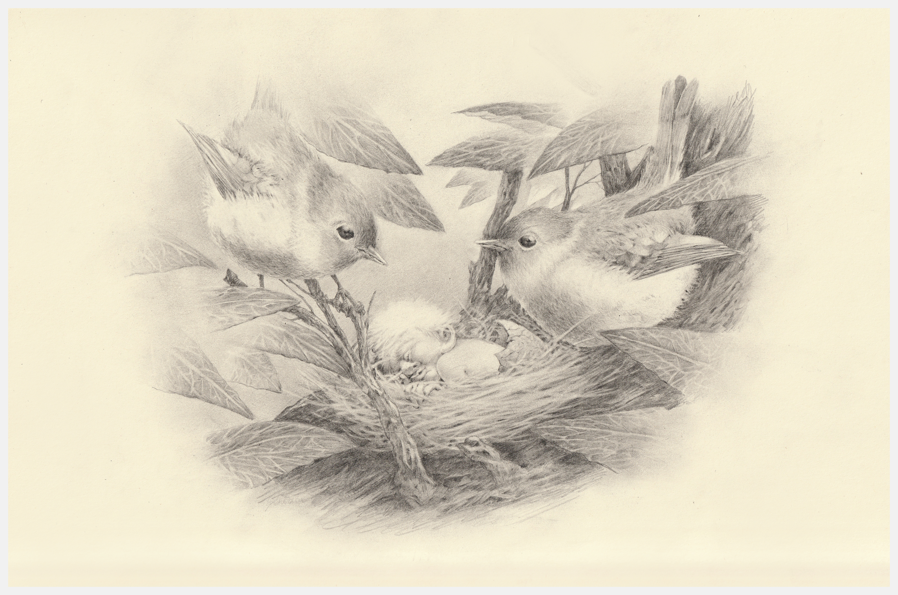 The Bird's Nest (2025), graphite on paper, 21 x 29 cm